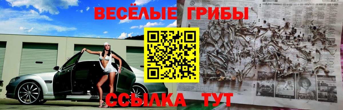 сколько стоит  Псилоцибиновые грибы GOLDEN TEACHER  Вход с VPN  Ногинск  Псилоцибиновые грибы Psilocybe 